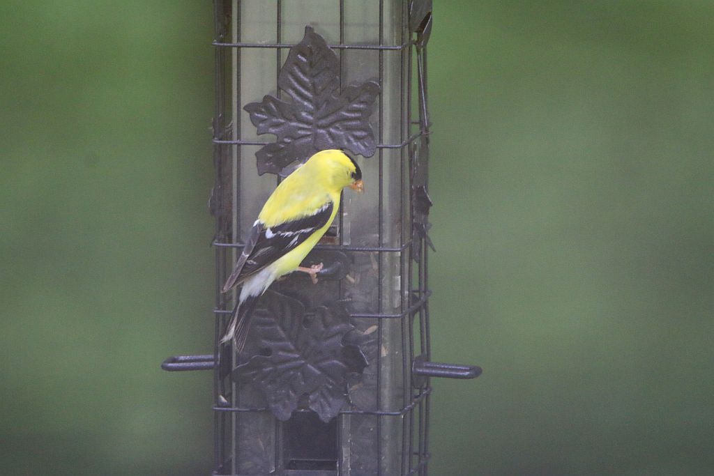 2B Birdwatching View